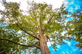 Why Choose Our Tree Removal Services in Eagle Butte, SD?