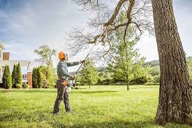 Trusted Eagle Butte, SD  Tree Services Experts